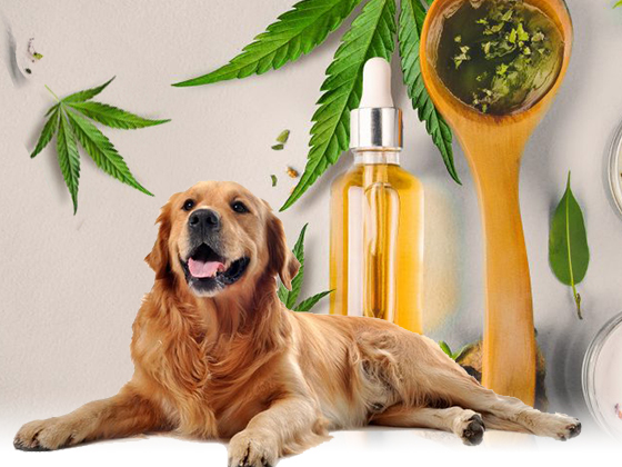 5 CBD Benefits for Dogs