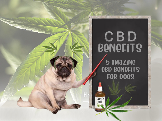 CBD Benefits for Dogs